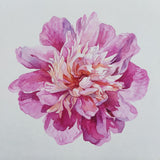 Pink peony