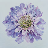 Scabious